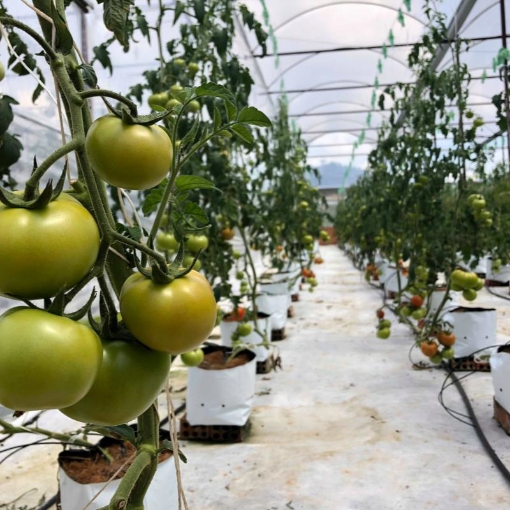 รูปภาพของ Túi trồng PE (R17 x H33) trồng cà chua, ớt, dưa lưới