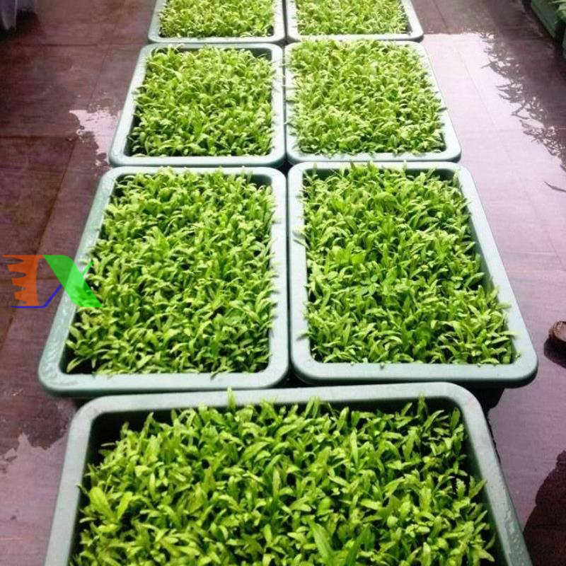 Khay, Chậu Thông Minh cỡ lớn (Trắng)