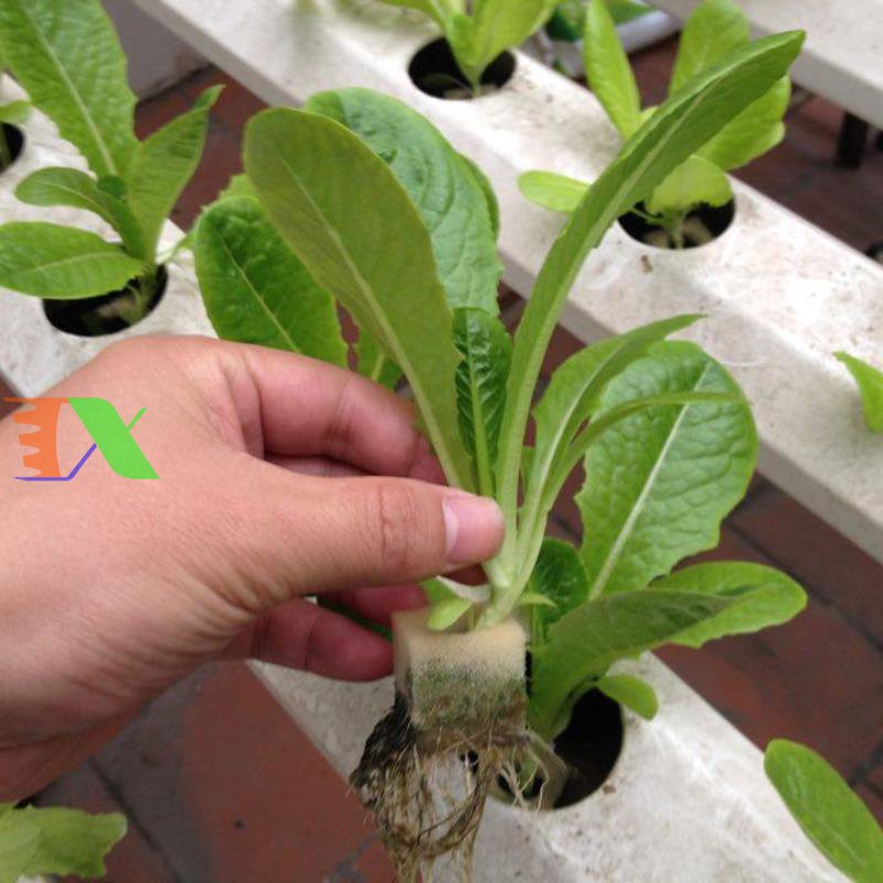 Mút xốp ươm hạt (25x25x25)