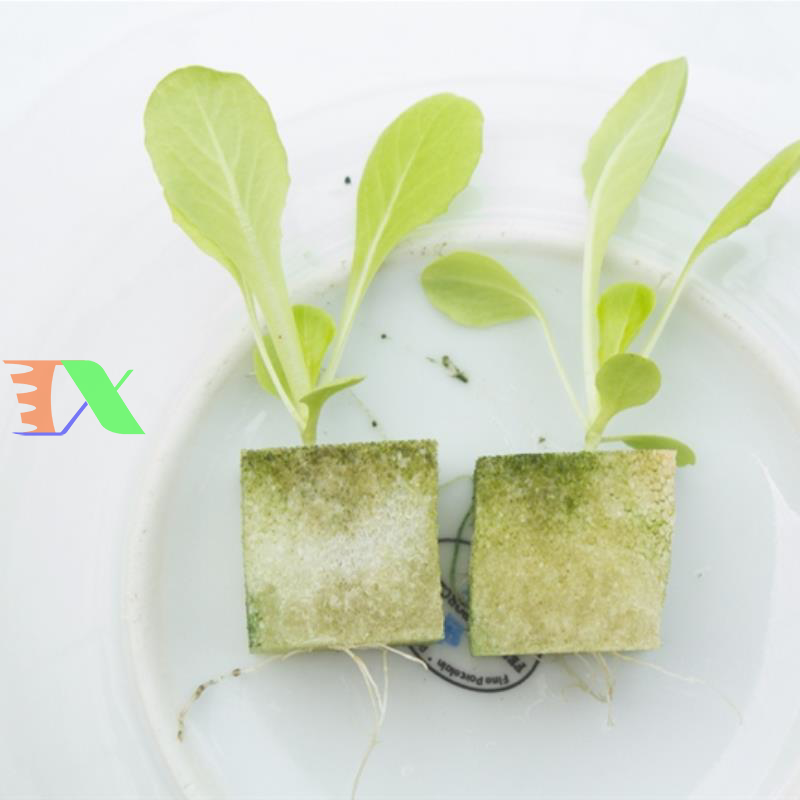 Mút xốp ươm hạt (25x25x25)