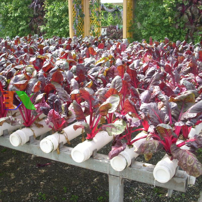 Mút xốp ươm hạt (25x25x25)