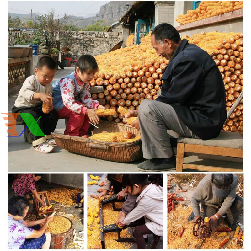 Máy tách hạt ngô công suất lớn (2 tầng đứng)