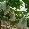 Ảnh của Túi Vải bảo vệ trái cây FFB.TX, Túi chống côn trùng, Túi bọc Nho chống Ong Ruồi vàng