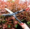 Ảnh của Kéo cắt tỉa cây lưỡi dài SK-535, Kéo cộng lực tỉa cây, Kéo đốn cây cảnh, Kìm cộng lực thép SK5