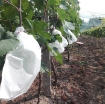 图片 Túi Vải bảo vệ trái cây FFB.TX 30*40 cm, Túi bọc Nho, Bưởi chống Ong Ruồi vàng côn trùng
