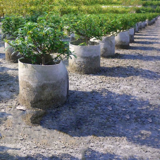 Picture of Túi trồng cây bằng Vải địa kỹ thuật không dệt, Bầu ươm cây công trình