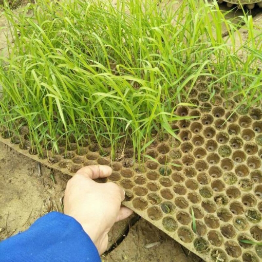 Ảnh của Khay gieo mạ ném, Khay gieo mạ tiện dụng KGM-N6133, Khay gieo lúa