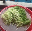 Ảnh của Hạt rau mầm rau muống Indonesia siêu giòn ngọt - 200g
