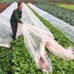รูปภาพของ Màng Nilon che phủ gieo Mạ  MPE-V007, Màng PE chắn sương gió trồng Hoa Rau