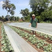รูปภาพของ Màng Nilon che phủ gieo Mạ  MPE-V007, Màng PE chắn sương gió trồng Hoa Rau