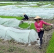 รูปภาพของ Màng Nilon che phủ gieo Mạ  MPE-V007, Màng PE chắn sương gió trồng Hoa Rau