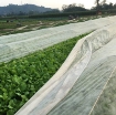 รูปภาพของ Màng Nilon che phủ gieo Mạ  MPE-V007, Màng PE chắn sương gió trồng Hoa Rau
