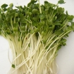 Ảnh của Hạt giống rau mầm Củ Cải Trắng Đại (kg), Hạt giống New Zealand, Đà Lạt