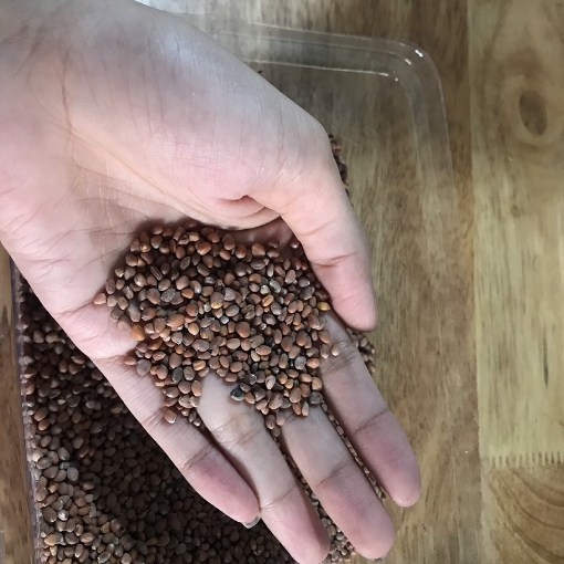 Ảnh của Hạt giống rau mầm Củ Cải Trắng Đại Gói 500g, Hạt giống New Zealand, Đà Lạt