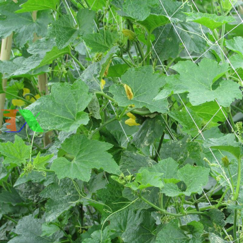 Lưới làm giàn dây leo