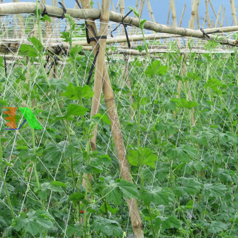 Lưới làm giàn dây leo