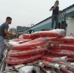 Ảnh của Băng tải hút lúa BTN-6M, Băng tải trục vít thu Lúa, Ngô, Đậu, Bột, Cà phê, Ca cao, Điều