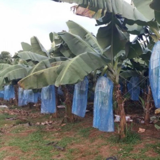 Picture of Túi PE bọc chuối BNB.TX, Túi bao chuối chuyên dụng, Túi nilon bảo vệ chuối