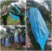 Picture of Túi PE bọc chuối BNB.TX, Túi bao chuối chuyên dụng, Túi nilon bảo vệ chuối
