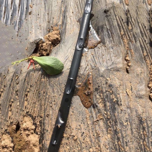 รูปภาพของ Dây tưới nhỏ giọt 1602.100.0.2L, Băng nhỏ giọt bù áp Dây bẹt PE, Mắt 100 cm, Dày 0.2 mm, 1000m