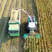 รูปภาพของ Máy thu hoạch Ngô sinh khối 4QZ-350, Máy gặt thức ăn tươi cho gia súc