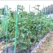 Ảnh của Cột sợi thủy tinh CFRP-4844, Cột giá đỡ Chanh dây, Cột nhà kính nông nghiệp