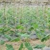 Ảnh của Lưới làm vườn ONL-400, Lưới 1.8x100m làm giàn Dưa leo, Dưa chuột, Mướp đắng, Khổ qua, Đỗ, Đậu