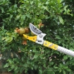 Ảnh của Dụng cụ hái quả 3M-4M, Sào hái trái cây trên cao có kẹp giữ, Nhãn, Vải