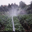 Ảnh của Dây tưới phun mưa N65x40.RAIN, Dây tưới phun mưa PE mềm dày 0.3mm 5 mắt D40 (mét dài)