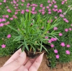 Ảnh của Bầu nhựa ươm cây BHS10x10, Chậu nhựa trồng và ươm cây giống Bầu Hoa Sen - Bao