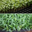 Ảnh của Khay nhựa ươm cây 50 lỗ, Vỉ ươm hạt giống, Khay nhựa ươm hạt chuyên dụng cho cây bạch đàn, keo