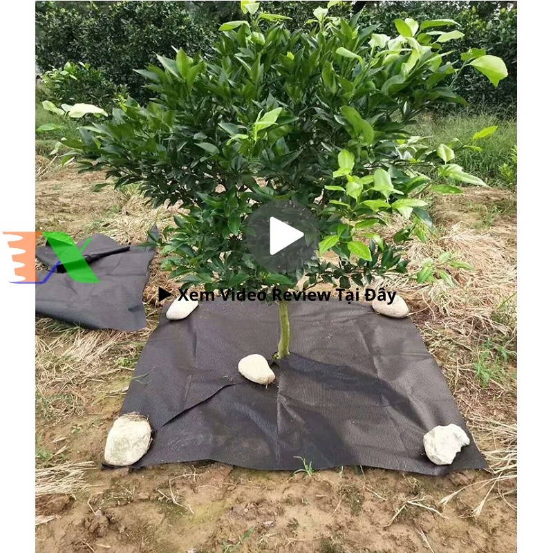 bạt chống cỏ Tháp Xanh