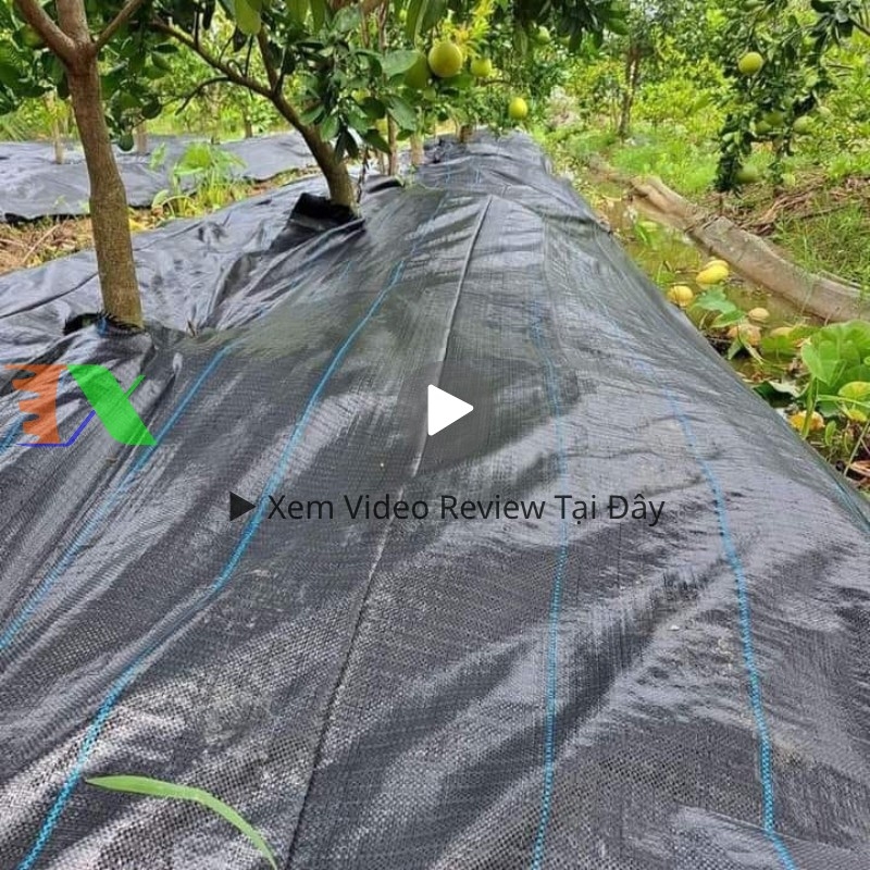 bạt chống cỏ Tháp Xanh 