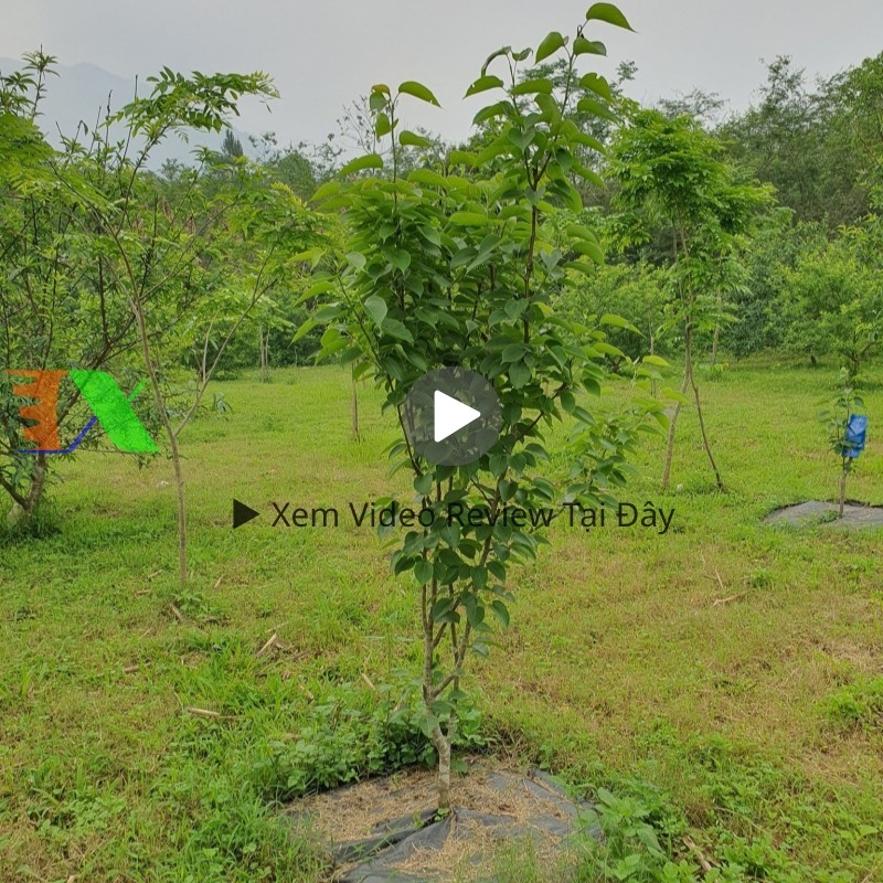 bạt diệt cỏ dại Tháp Xanh 