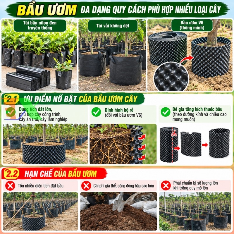 bầu ươm cây công trình