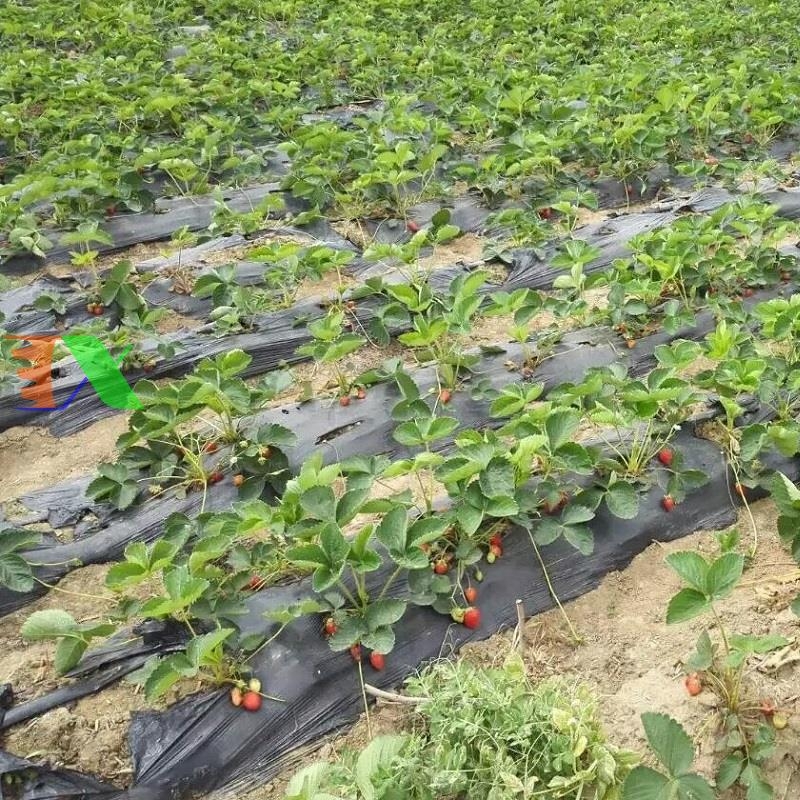 Băng tưới nhỏ giọt phi 16 dài 100m Tháp Xanh