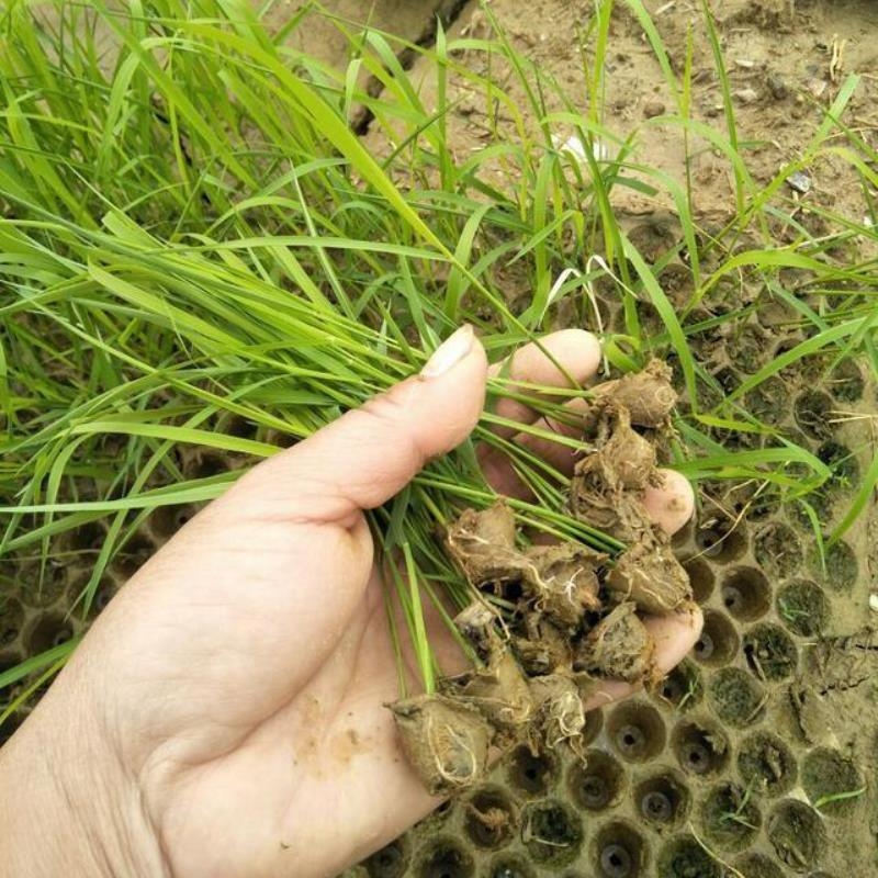 khay gieo mạ ném 434 lỗ 