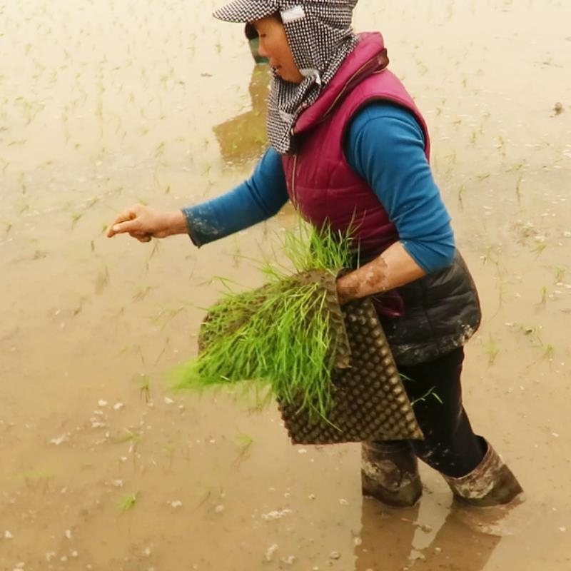 khay gieo mạ ném tháp xanh 
