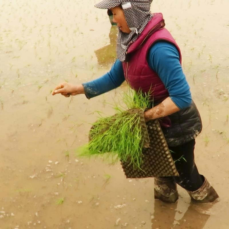 Khay Gieo Mạ Ném Tháp Xanh 