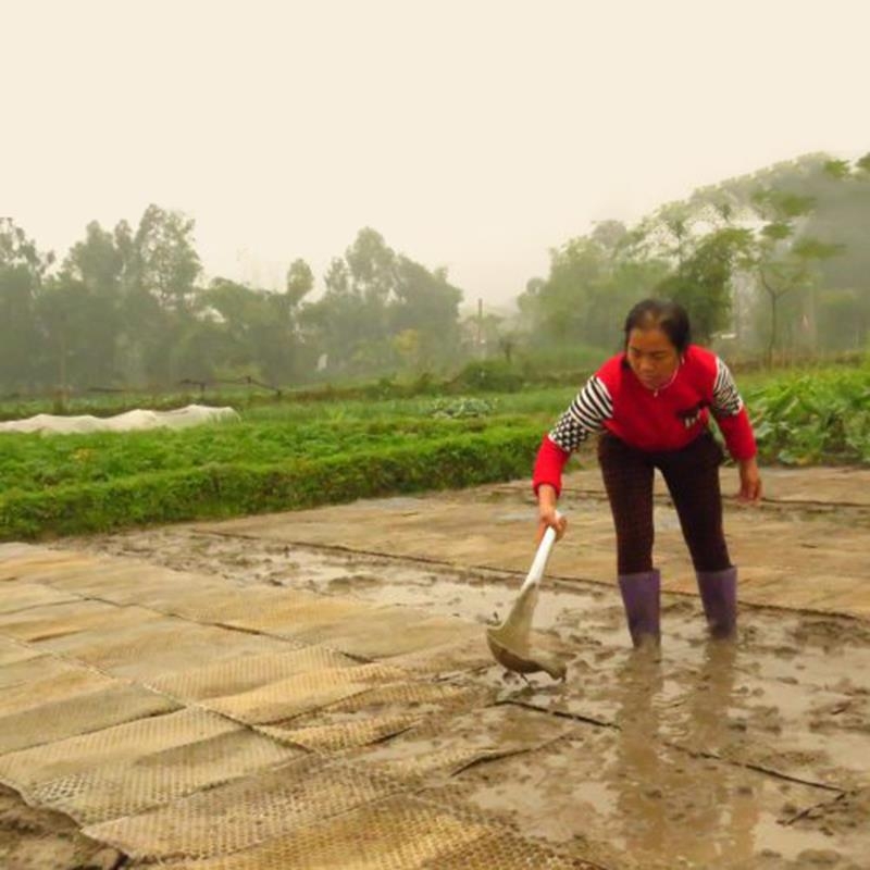 khay gieo mạ ném tháp xanh 