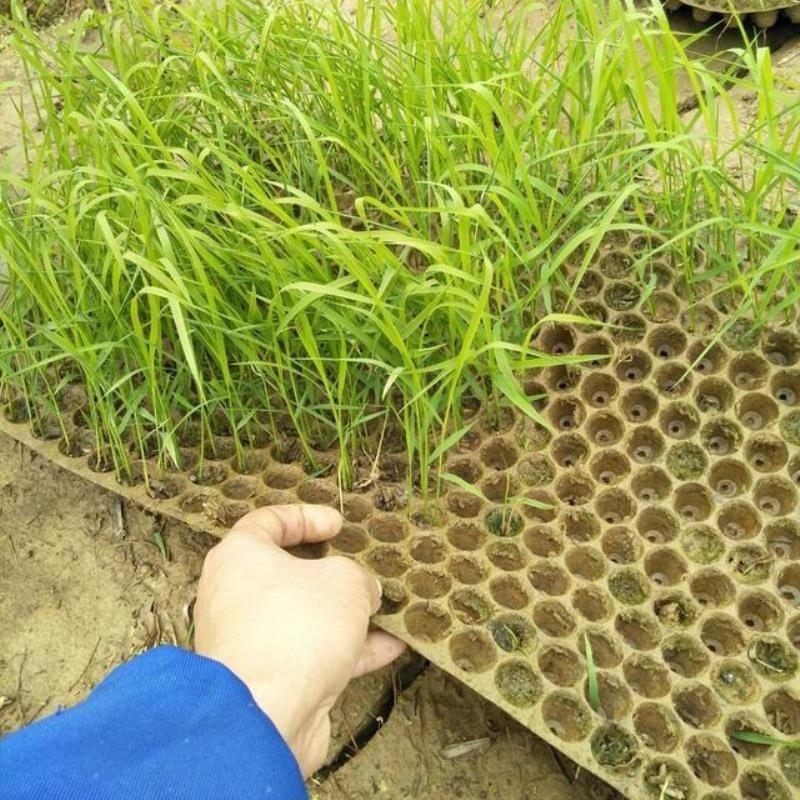 Khay Gieo Mạ Ném 434 lỗ 