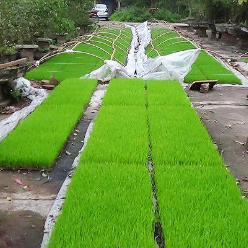 khay gieo mạ ném 434 lỗ tháp xanh