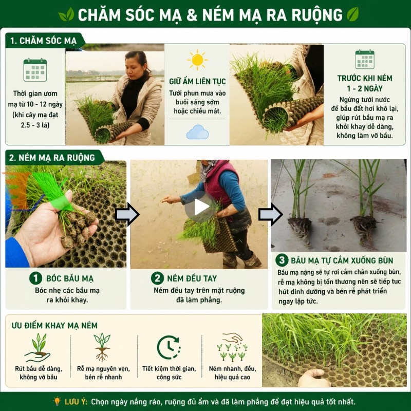 KhayGieoMaNemThapXanh