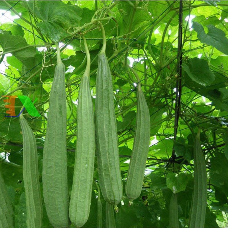 Lưới làm giàn Bầu Bí Tháp Xanh 