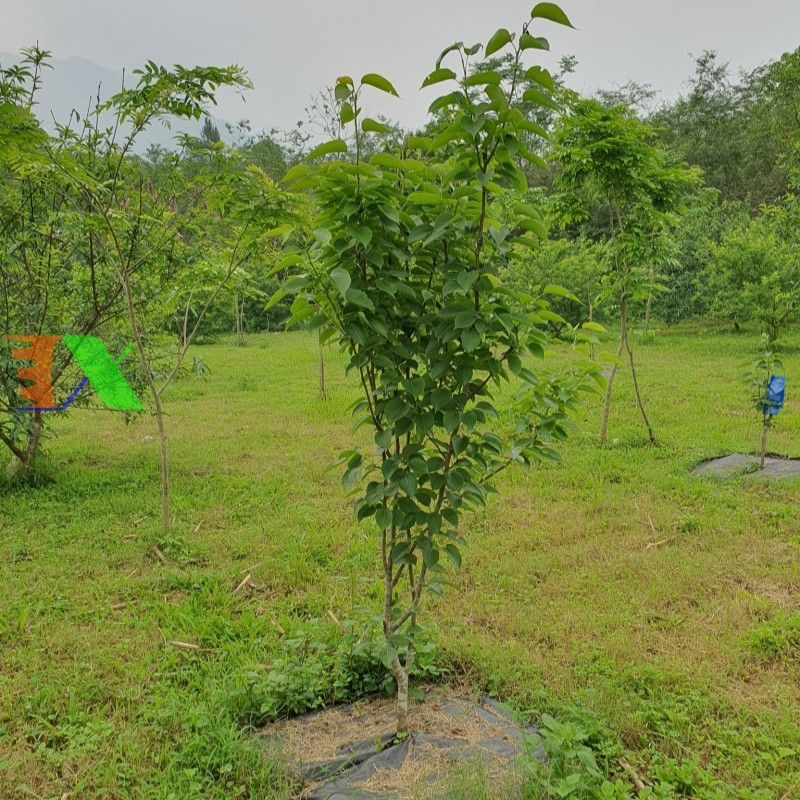 Bạt phủ cỏ dại Tháp Xanh
