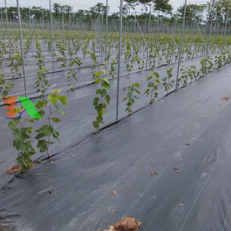 bạt phủ cỏ dại Tháp Xanh